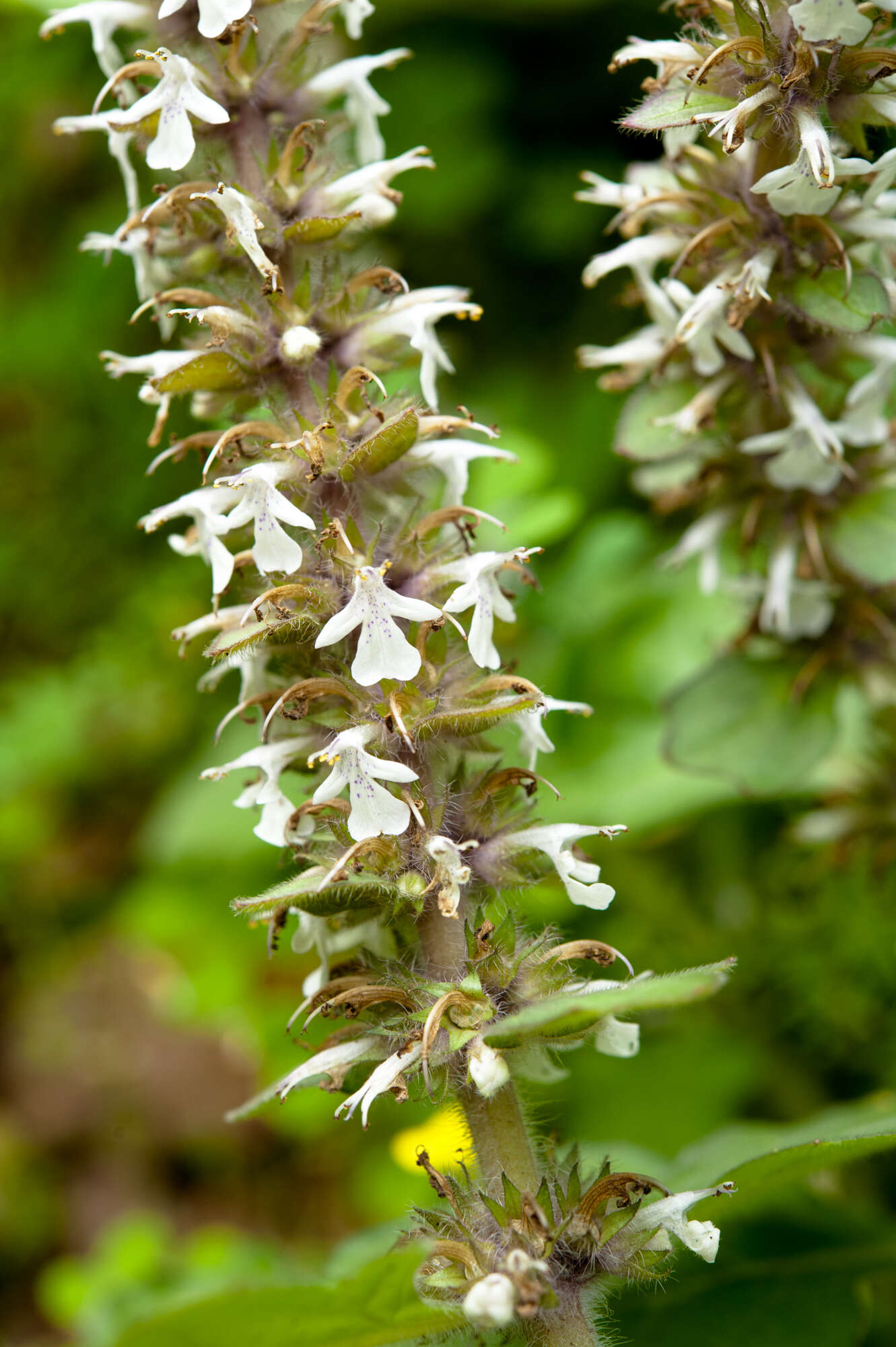 Image of Ajuga nipponensis Makino