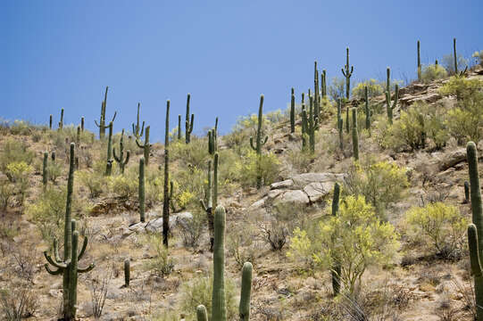 Image of saguaro