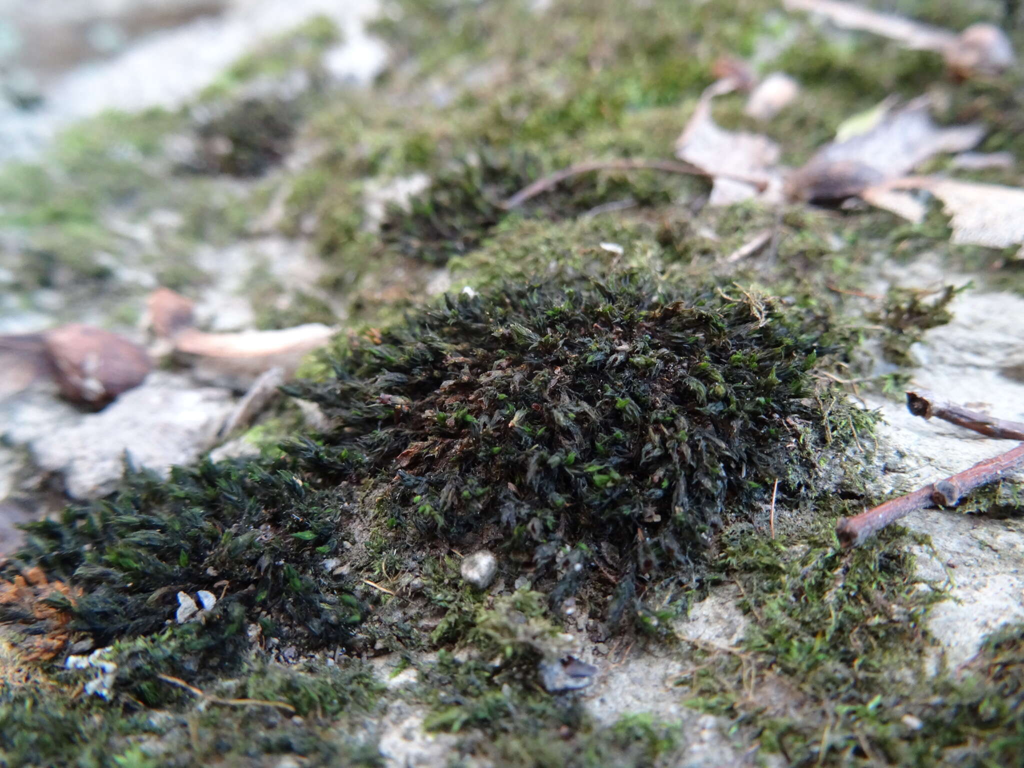Image of streamside schistidium moss