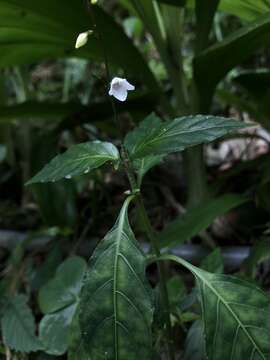 صورة Codonacanthus pauciflorus (Wall. ex Nees) Nees