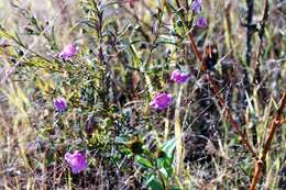 Image of slenderleaf false foxglove