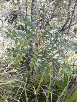 Image de Phyllocladus toatoa Molloy