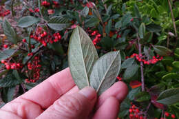 Image of Late Cotoneaster