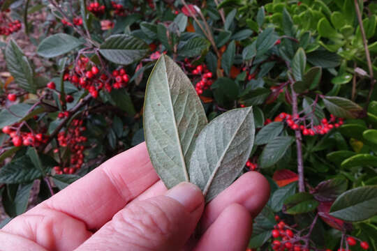 Image of Cotoneaster coriaceus Franch.