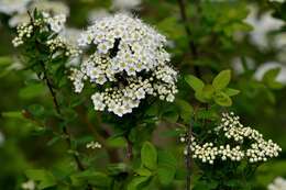 Image of Spiraea media Franz Schmidt