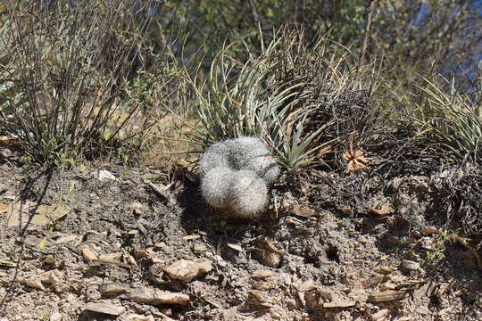 Image de Mammillaria parkinsonii Ehrenb.