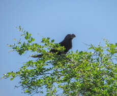 Imagem de Crotophaga Linnaeus 1758