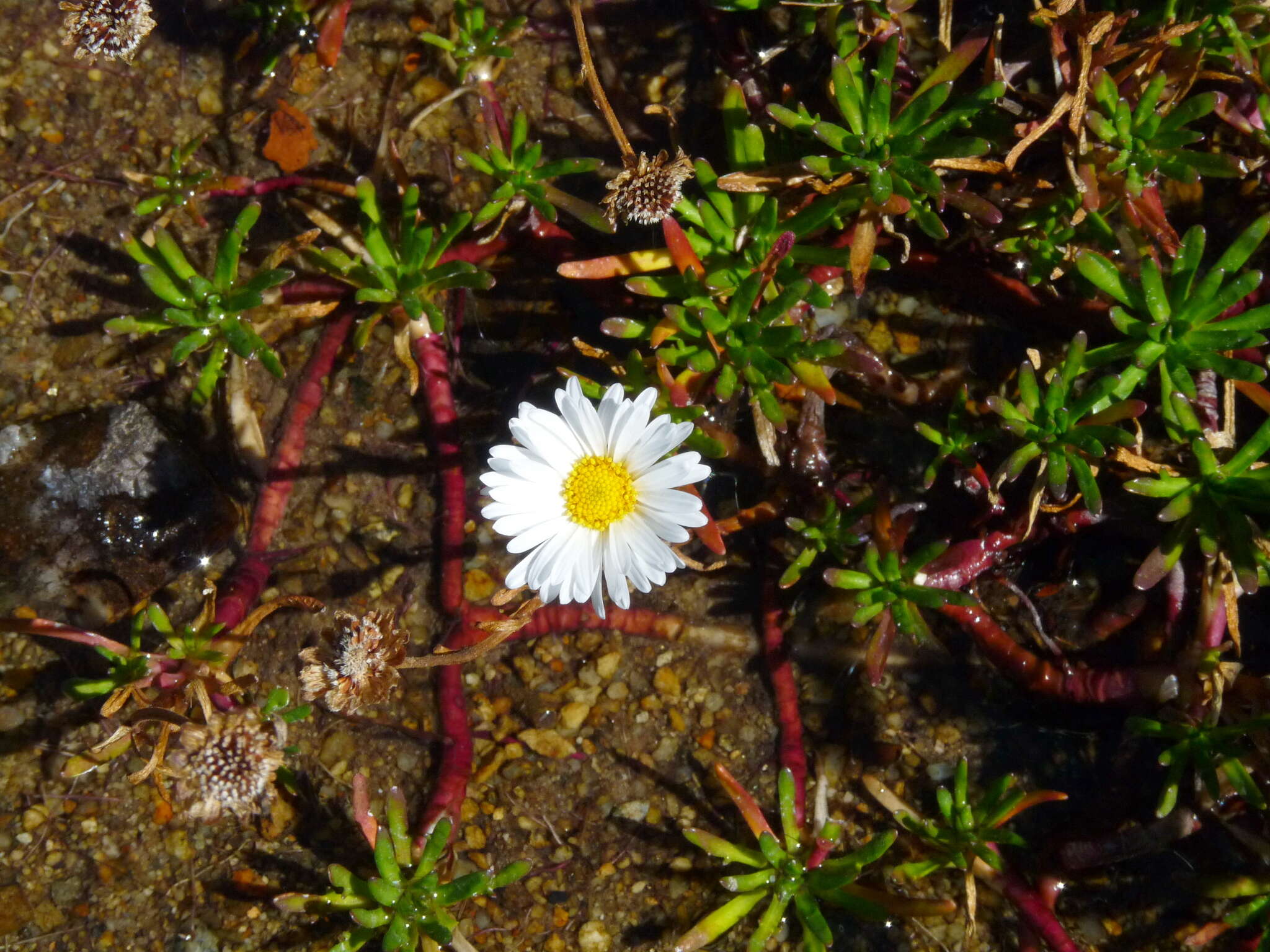 Image of Brachyscome stolonifera G. L. Davis