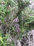 Image of Santa Rosa Island sage