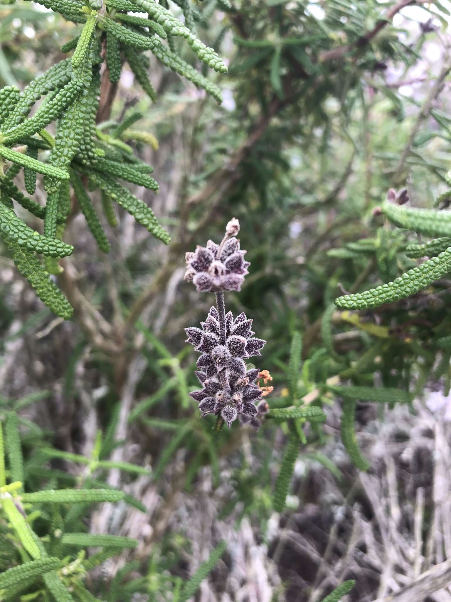 Imagem de Salvia brandegeei Munz