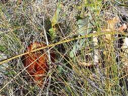 Image of Prostrate Banksia