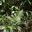 Sivun Asplenium flabellulatum Kunze kuva
