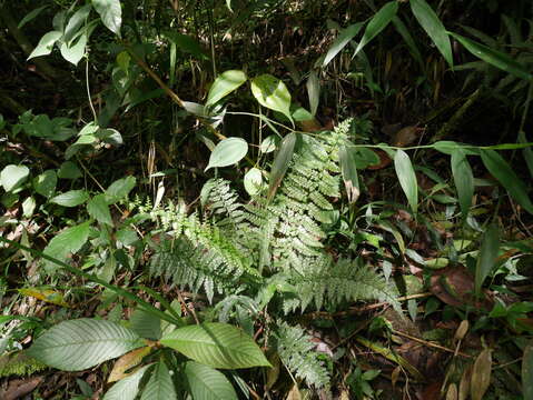 Image of Latin American spleenwort