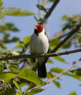 Image of Yellow-billed Cardinal