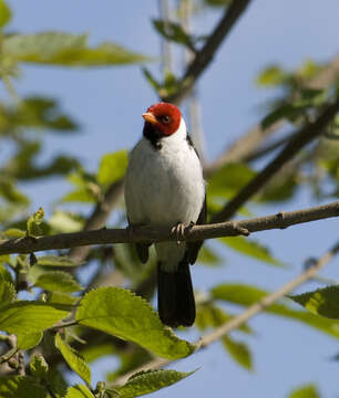 Image of Yellow-billed Cardinal