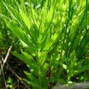 Image of rough bugleweed