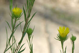 Image of narrowleaf gumweed