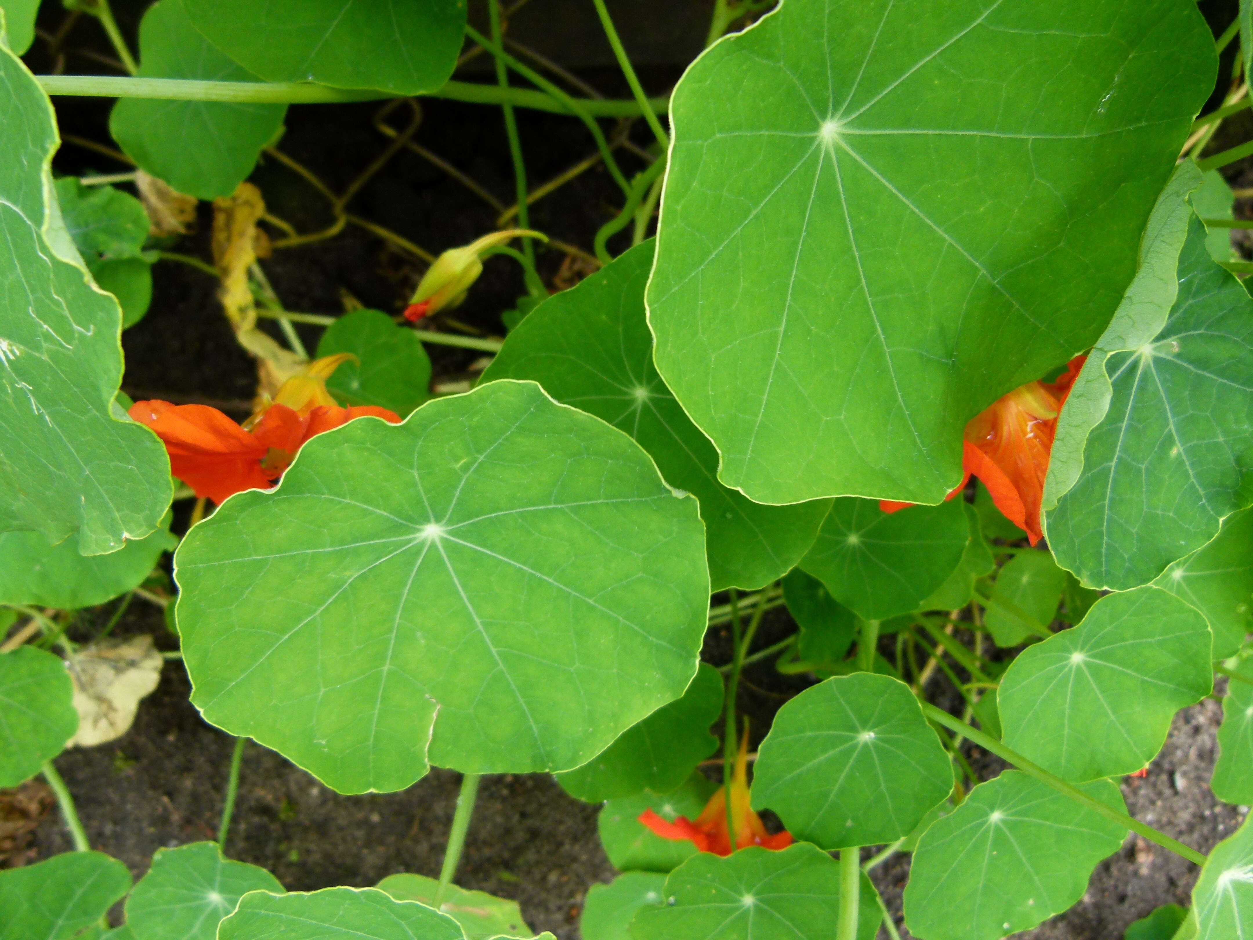 Image of Garden Nasturtium