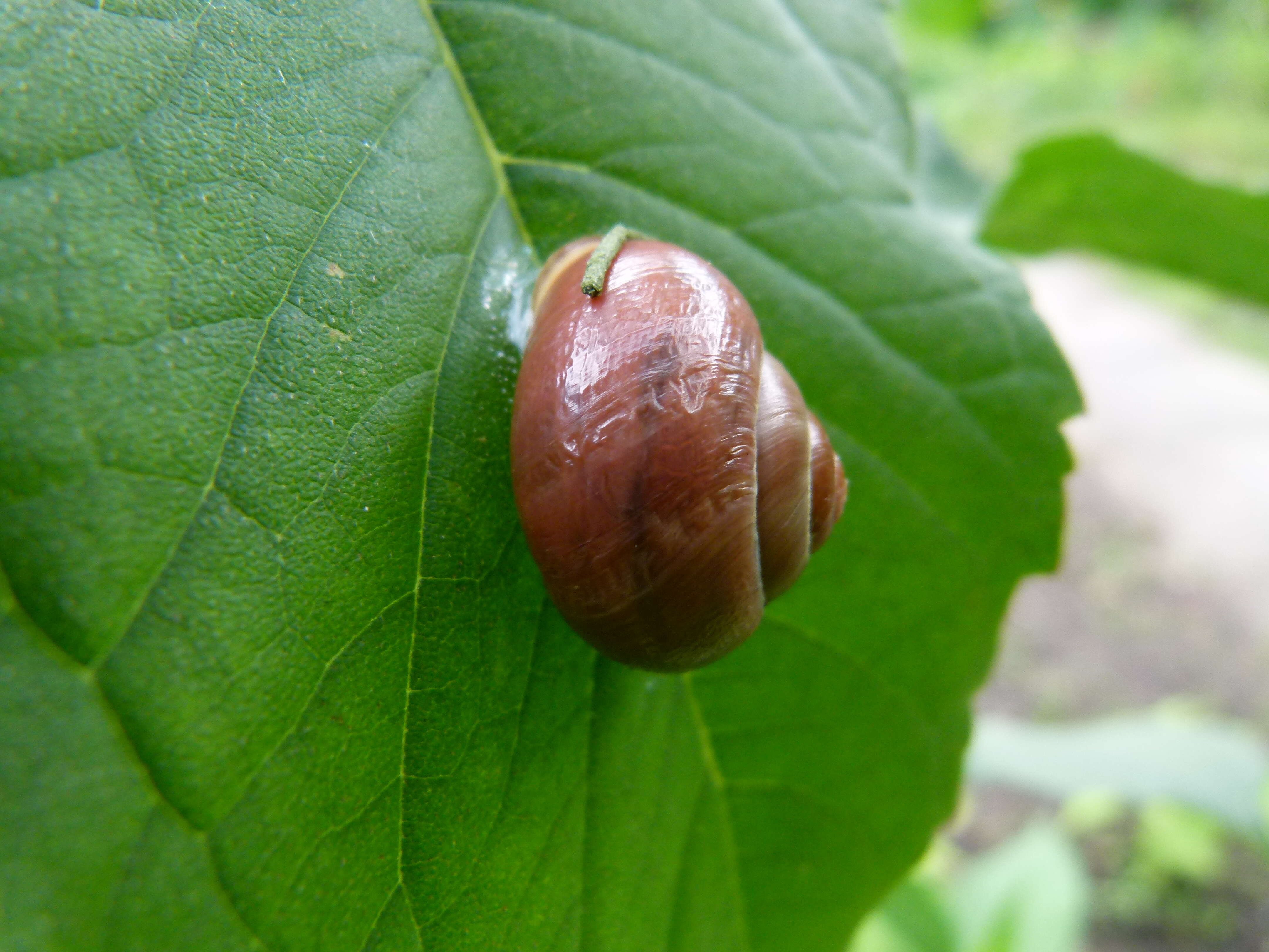 Image of Banded snails