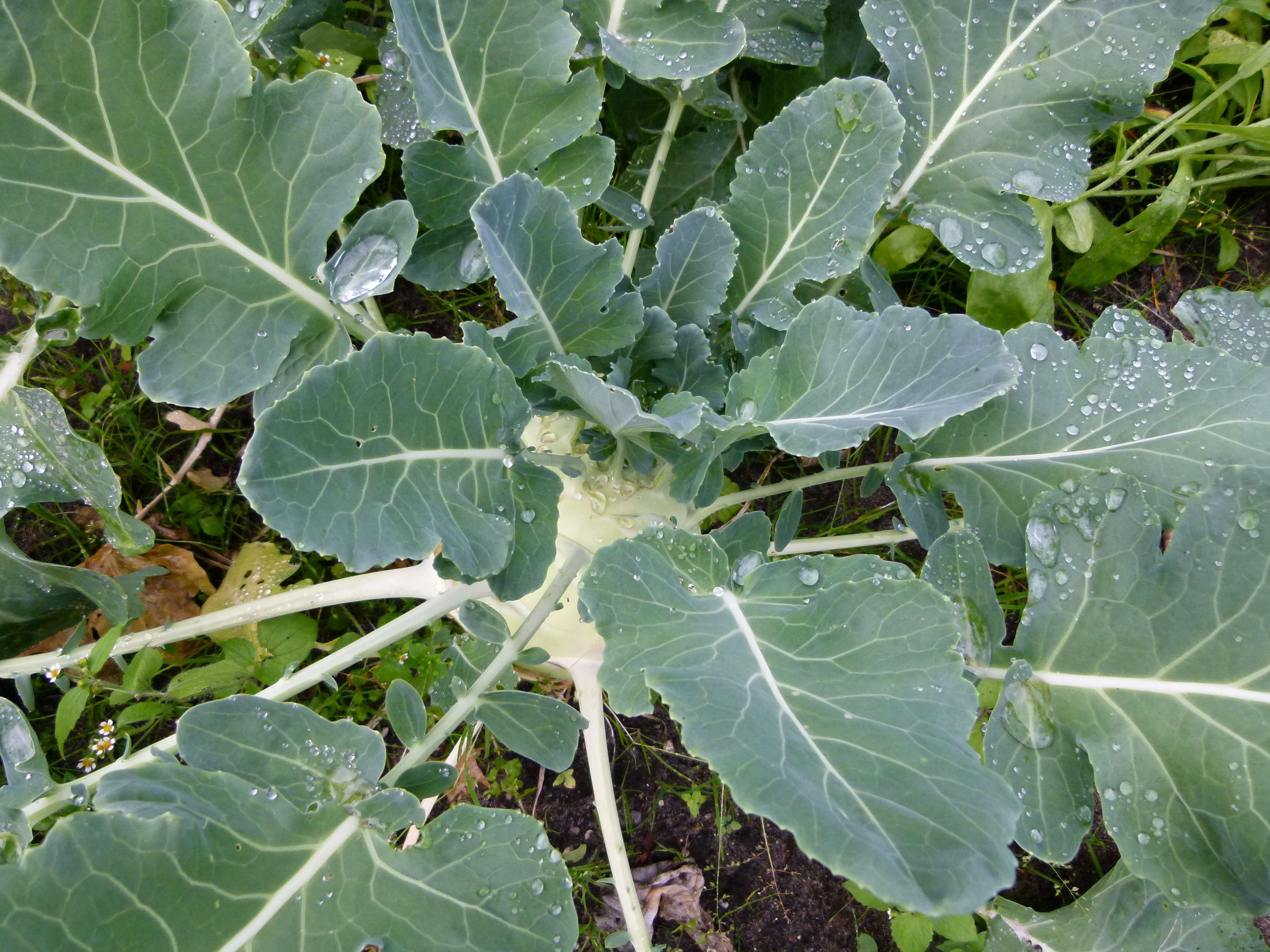 Image of kohlrabi