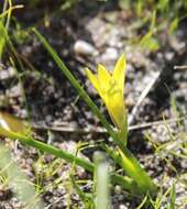 Image of Romulea flava var. flava