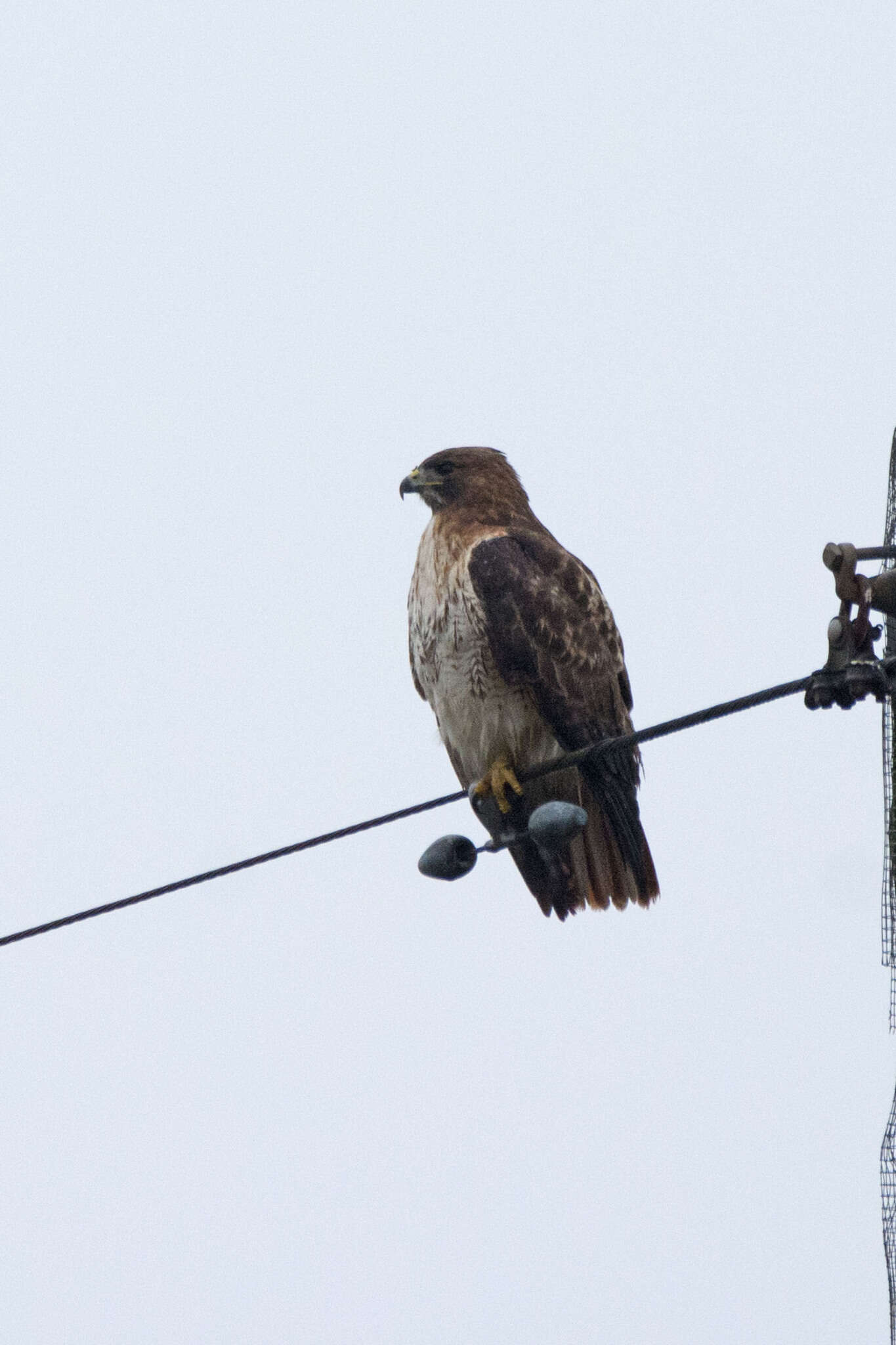 Image of Eastern Red-tailed Hawk