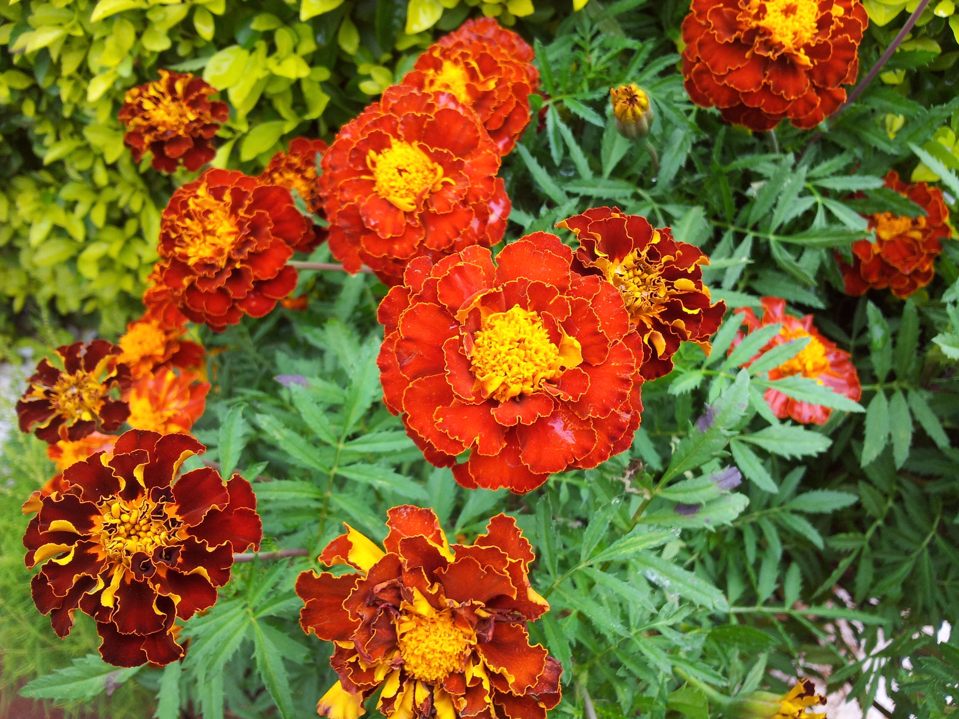 Image of French marigold