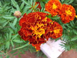 Image of French marigold