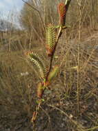 Image of purple willow