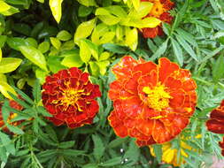 Image of French marigold