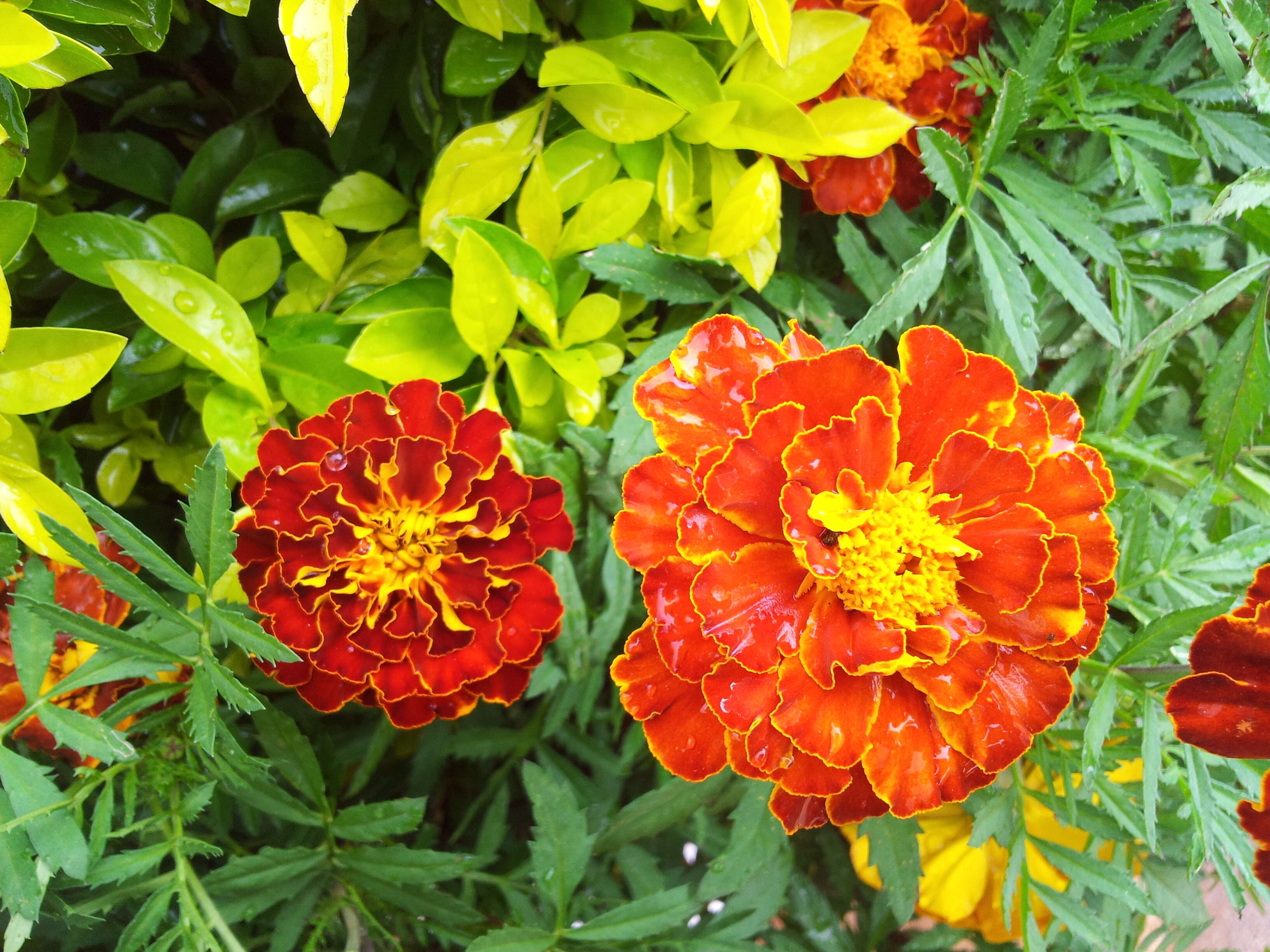 Plancia ëd Tagetes erecta L.