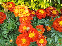 Tagetes erecta L. resmi