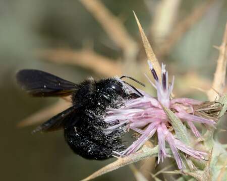 Plancia ëd Xylocopa iris (Christ 1791)