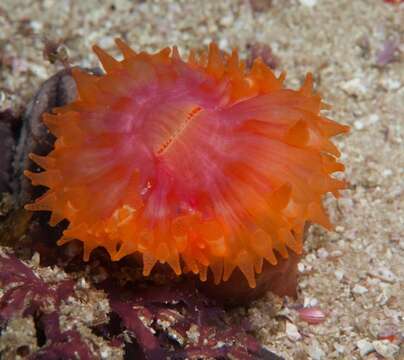 Image de Caryophyllia Lamarck 1801