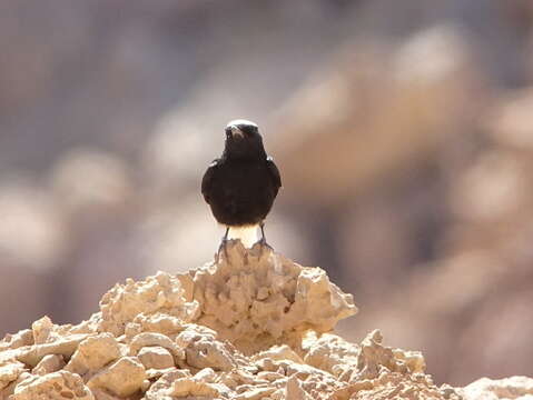 Image of White-crowned Black Wheatear