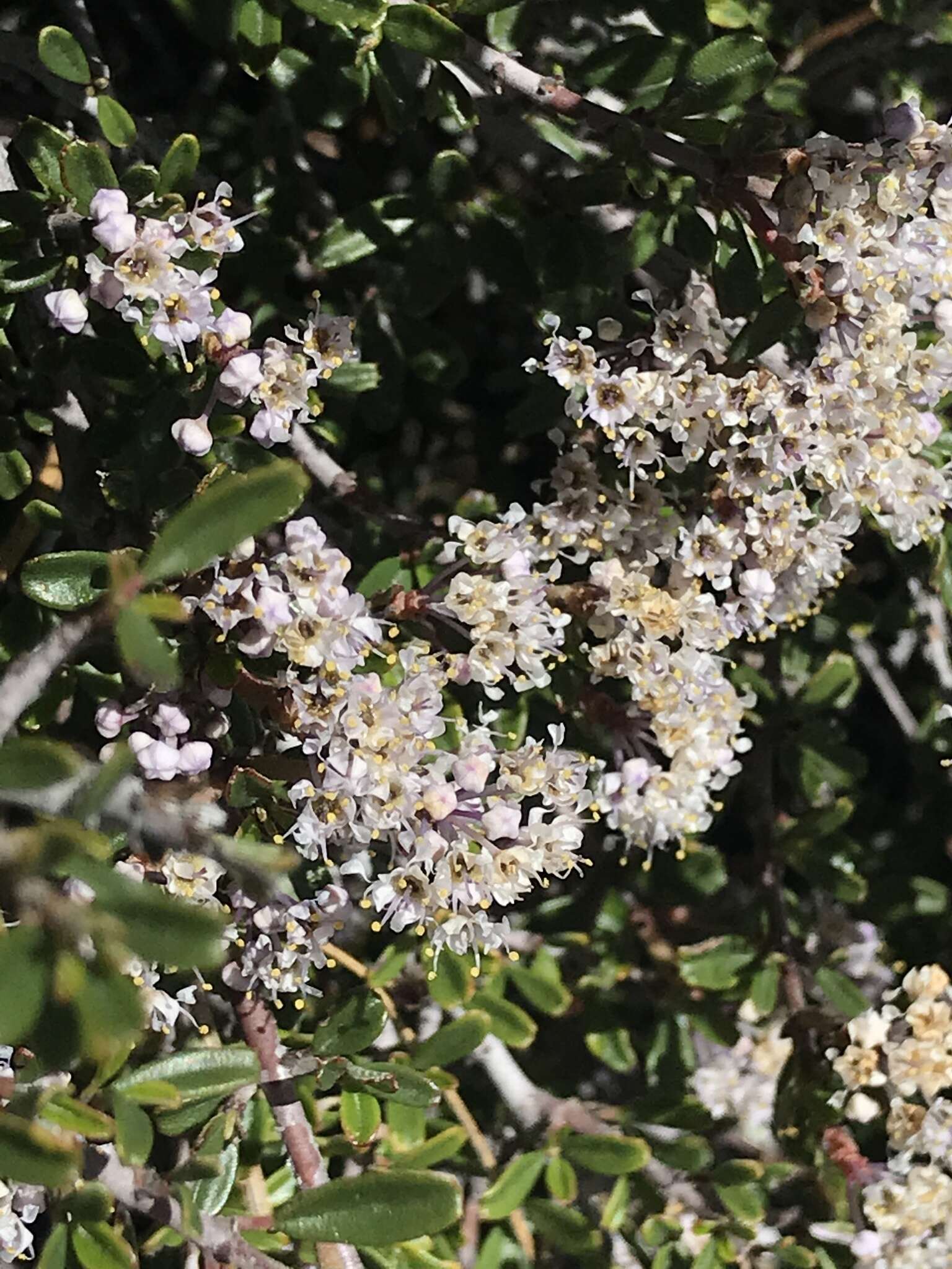 Image of dwarf ceanothus