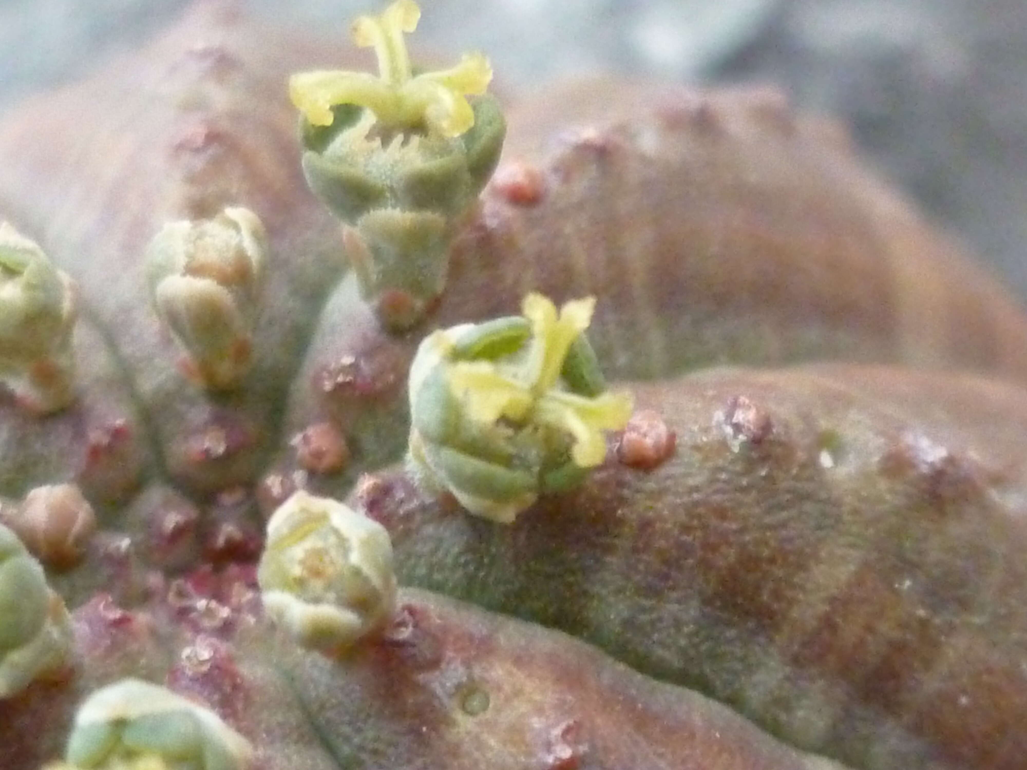 صورة Euphorbia obesa Hook. fil.