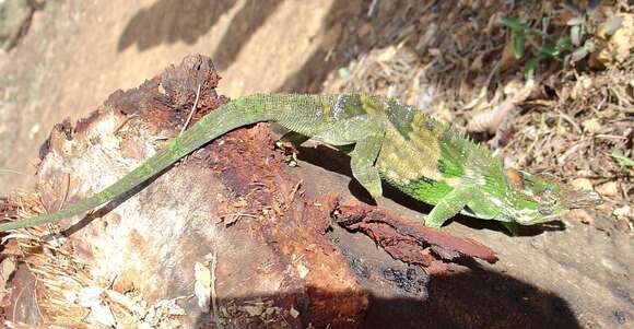 Image of West Usambara Blade-horned Chameleon