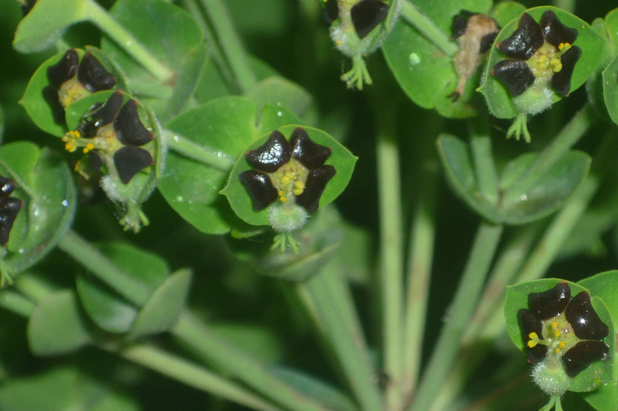 Image of Albanian spurge