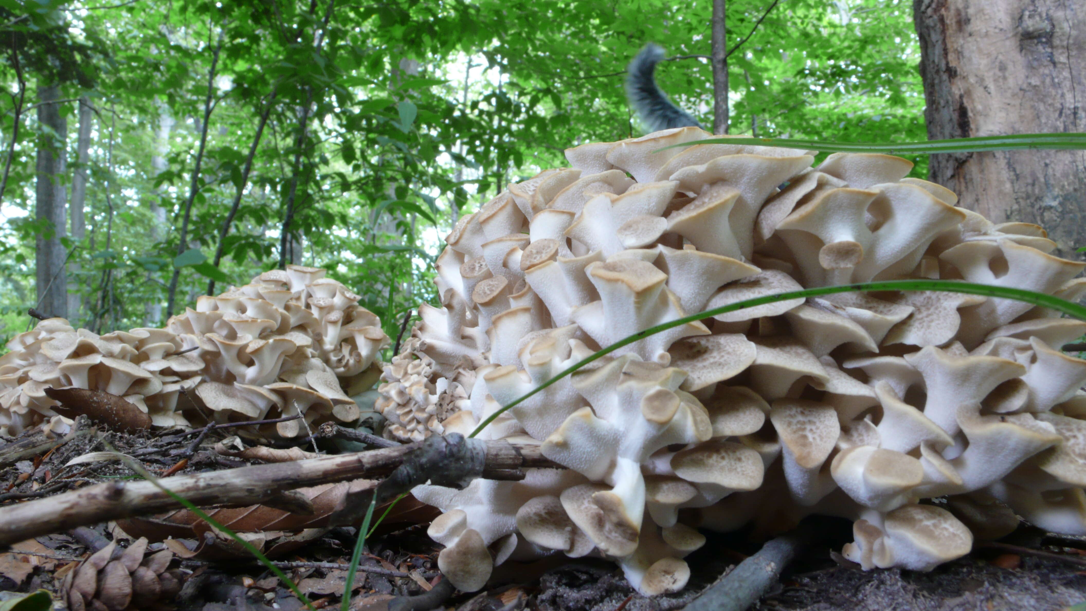 Image of Polyporus umbellatus (Pers.) Fr. 1821