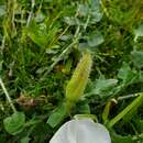 Imagem de Oenothera acaulis Cav.