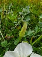 Imagem de Oenothera acaulis Cav.