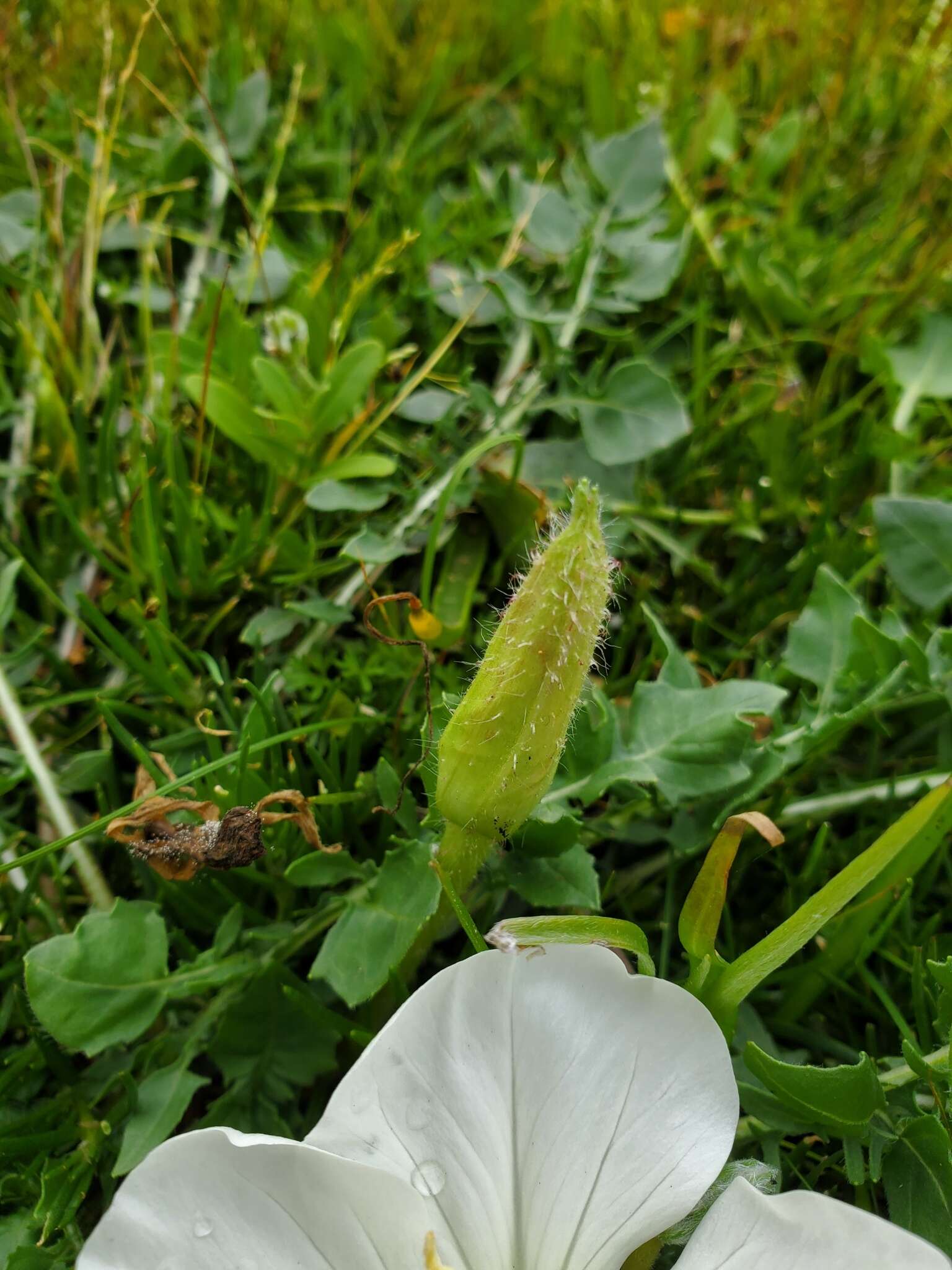 Слика од Oenothera acaulis Cav.