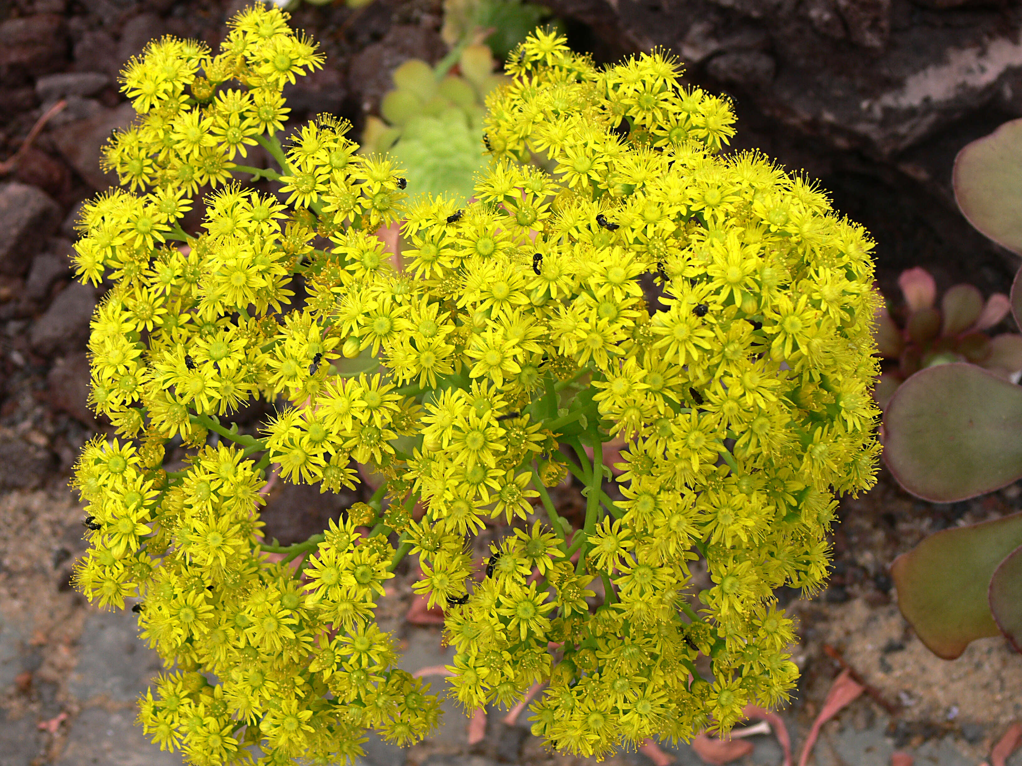 Image of saucer-plant