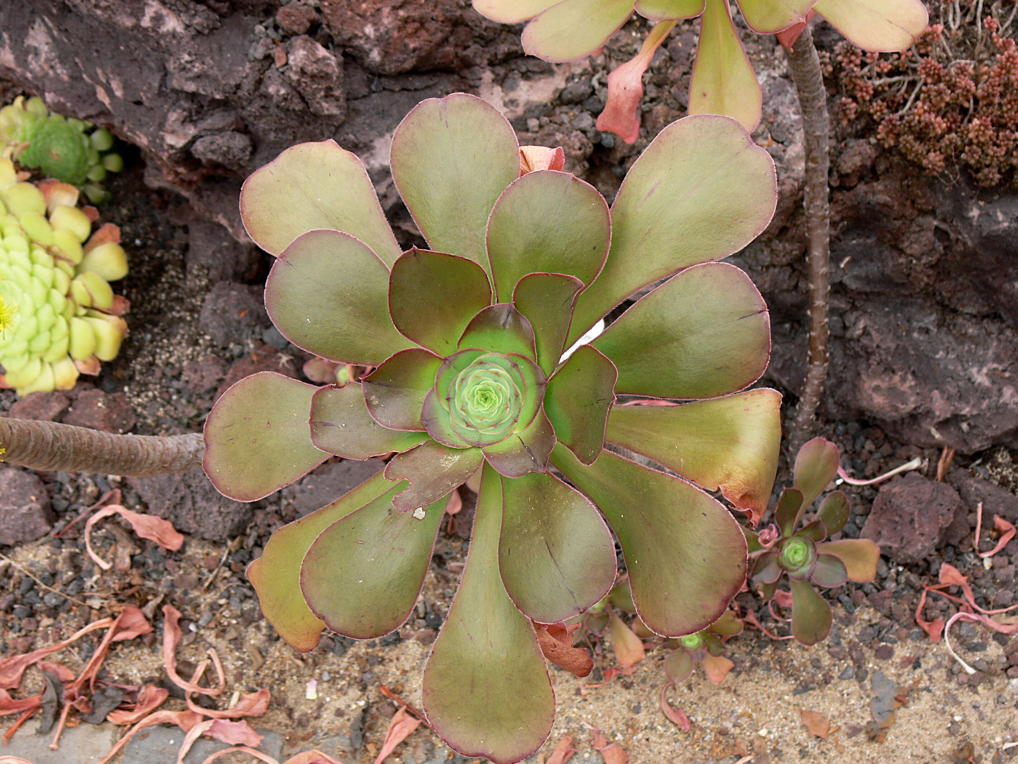 Image of saucer-plant