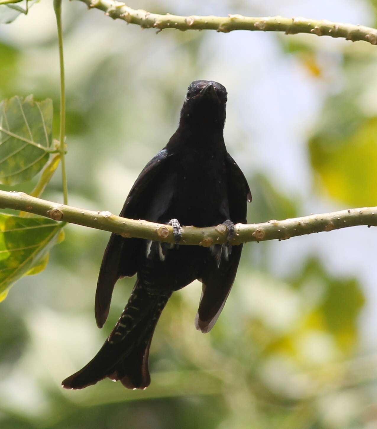 Image of Fork-tailed Drongo-Cuckoo