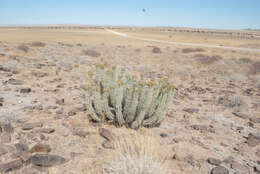 Image of Euphorbia virosa subsp. virosa