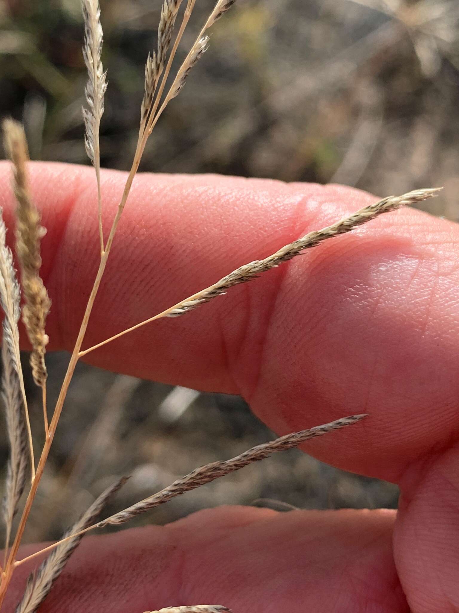 Image of Sporobolus actinocladus (F. Muell.) F. Muell.