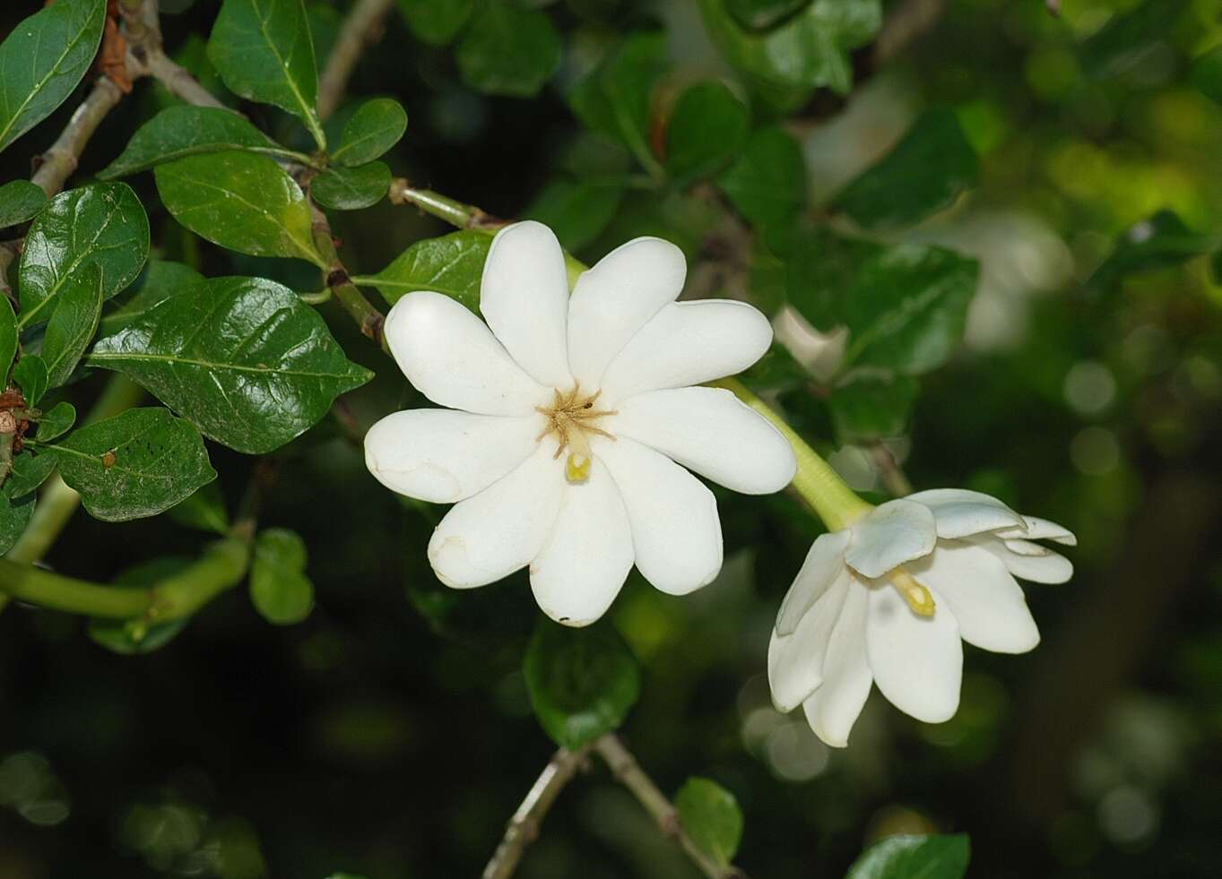 Image of Thunberg's gardenia