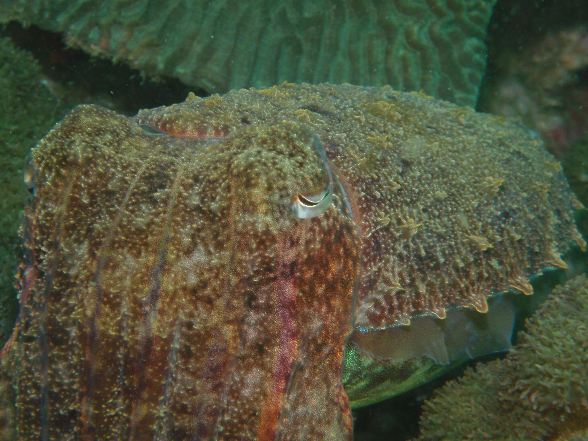 Image of Pharaoh Cuttlefish